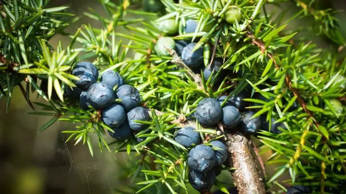Which Gin Is Made With the Most Juniper Berries?